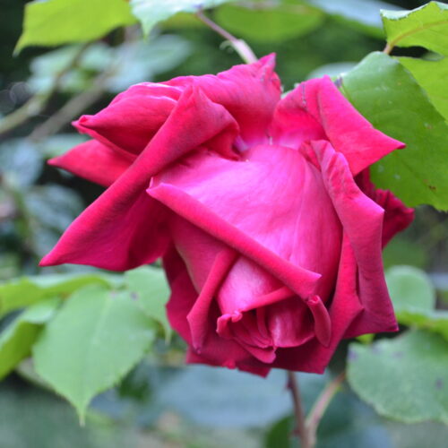 Ena Harkness rose