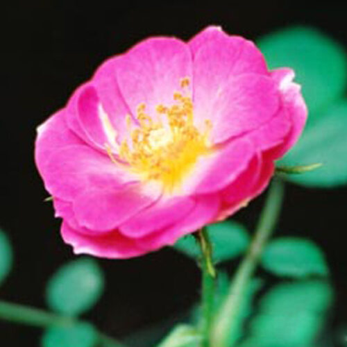 Fairy Moss rose