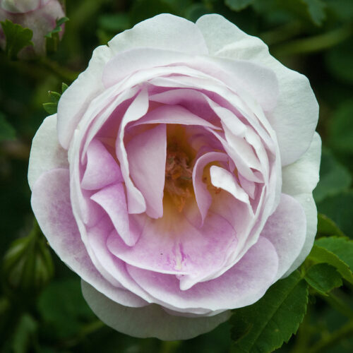 Rosa spinosissima 'Falkland'