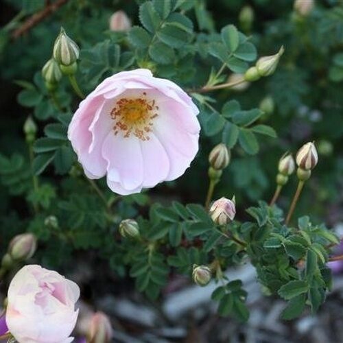 роза spinosissima 'Falkland'