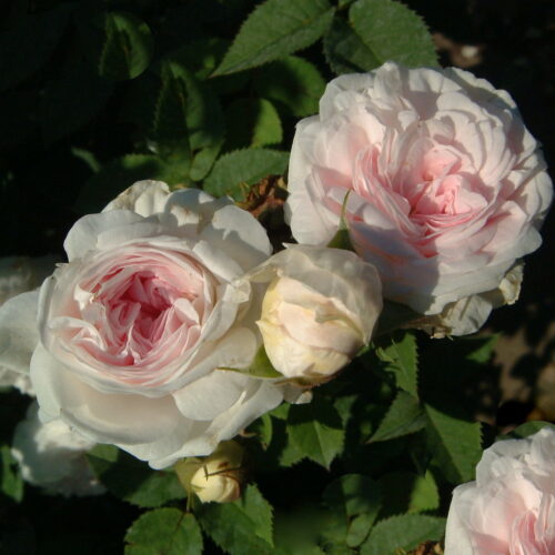 роза Félicité Parmentier