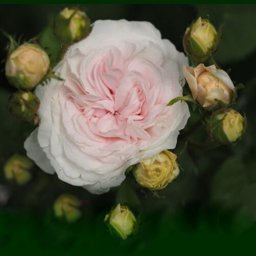 роза Félicité Parmentier