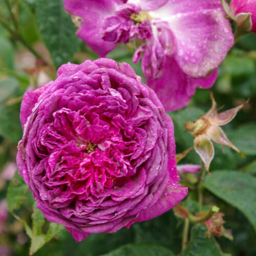 роза Frédéric II de Prusse