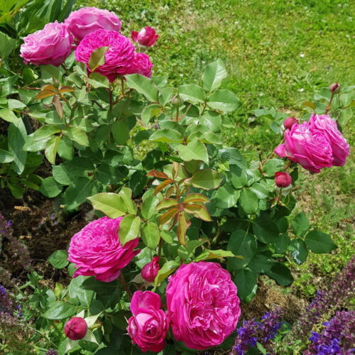 роза Freifrau Caroline