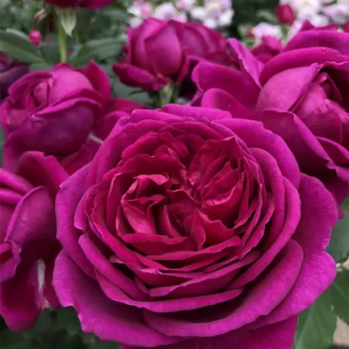 роза Für Elise