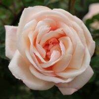 роза G. Nabonnand