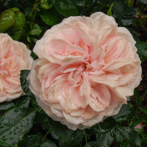 rosa Garden of Roses