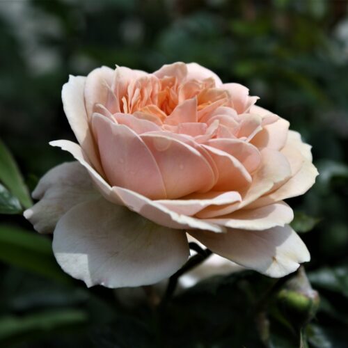rosa Garden of Roses