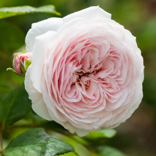 роза Geoff Hamilton
