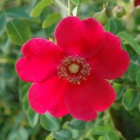 роза Geranium