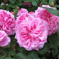 роза Gertrude Jekyll rose