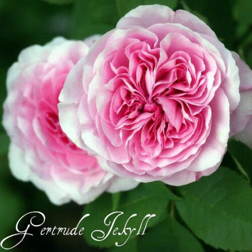 rosa Gertrude Jekyll