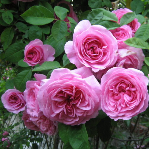rosa Gertrude Jekyll
