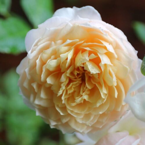 роза Ginger Syllabub