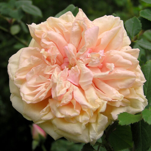 rosa Gloire de Dijon