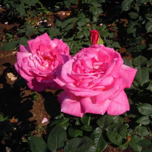 роза Grace de Monaco
