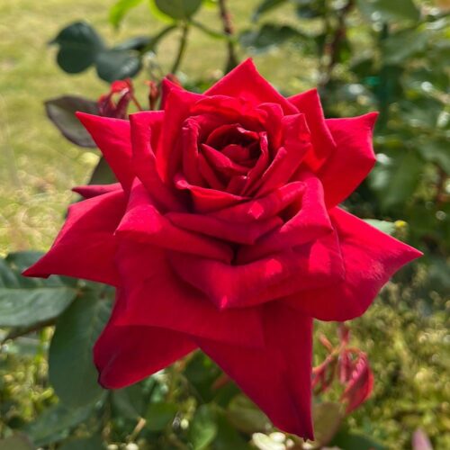 Grande Amore rose