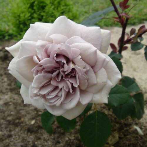 Grey Pearl rose