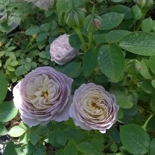 роза Grey Pearl