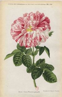 роза Gros Provins Panachée