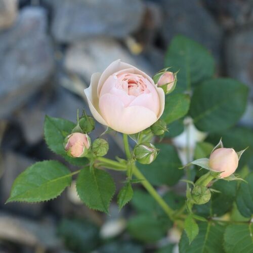роза Guillot n°1