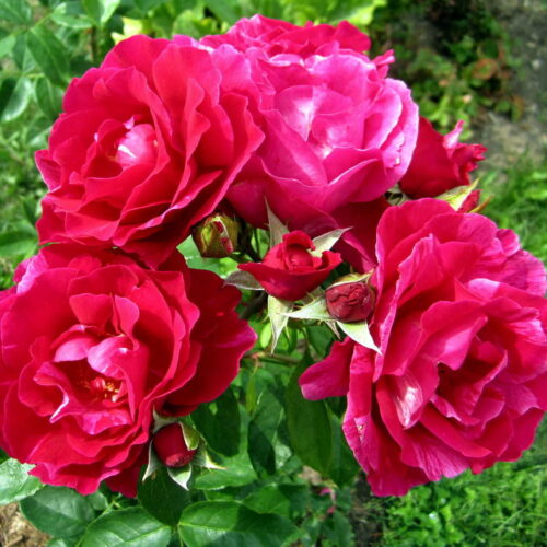 роза Guy Savoy