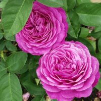 роза Heidi Klum