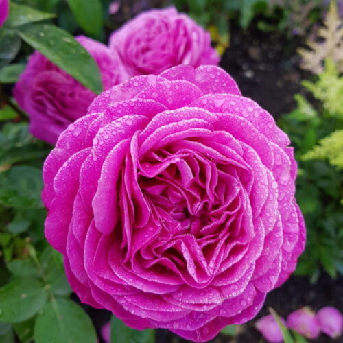 роза Heidi Klum