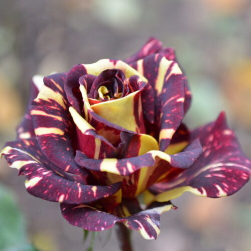 роза Hocus Pocus
