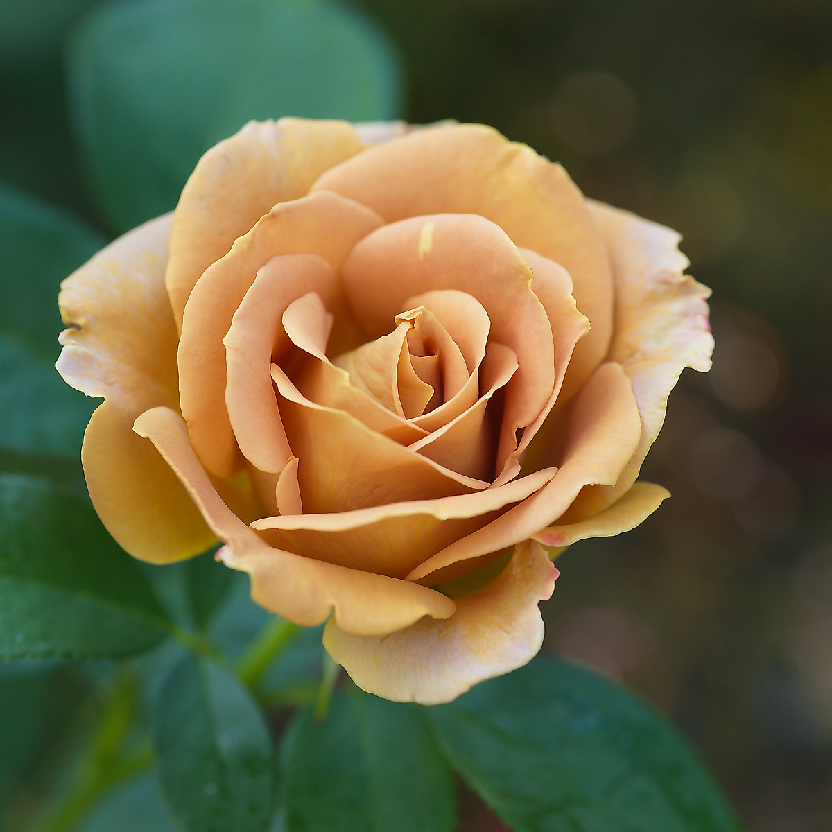 Honey Dijon ™ | Roses' Name