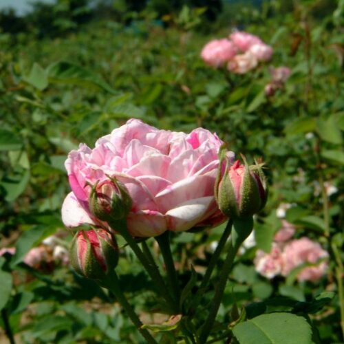 роза Honorine de Brabant