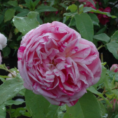 роза Honorine de Brabant