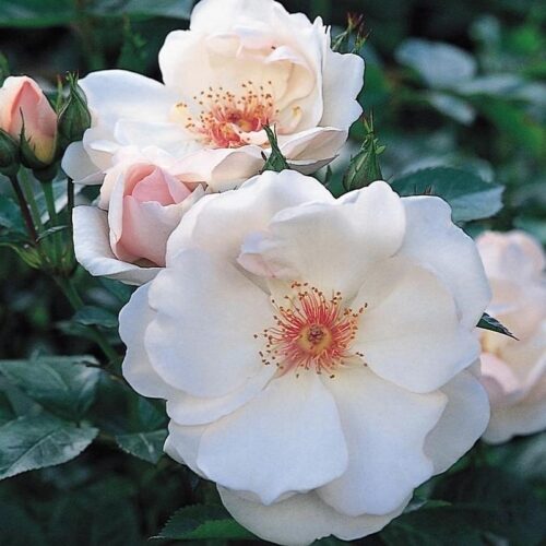 роза Jacqueline du Pre