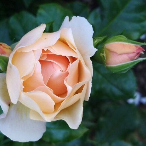 роза Jardin des Tuileries