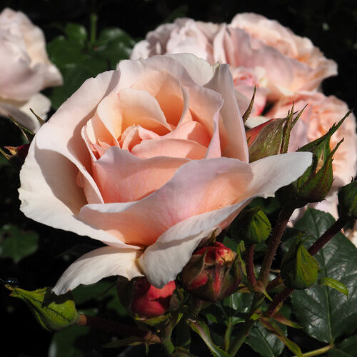 роза Jardin des Tuileries