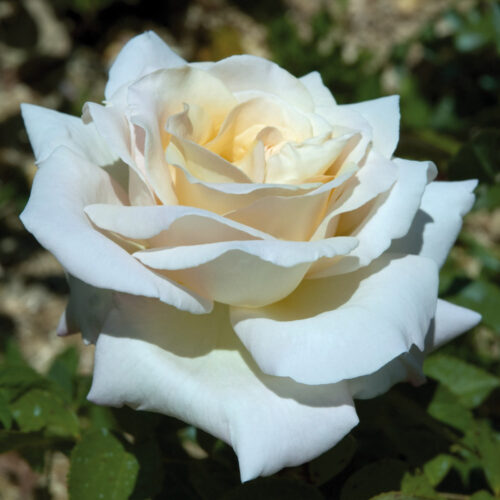 роза Jardins de Bagatelle