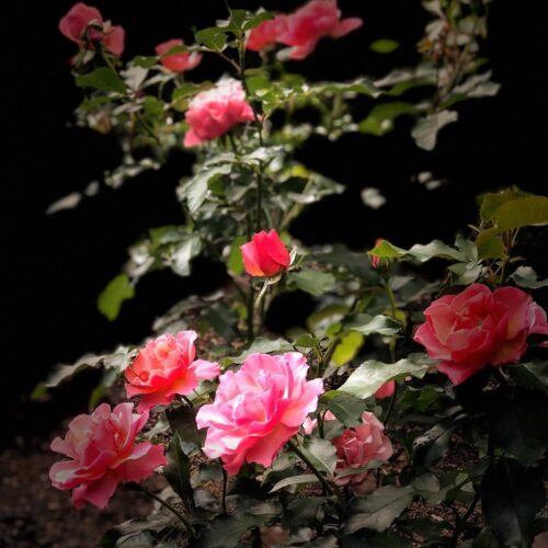 Jean Cocteau rose / Tequila® Supreme