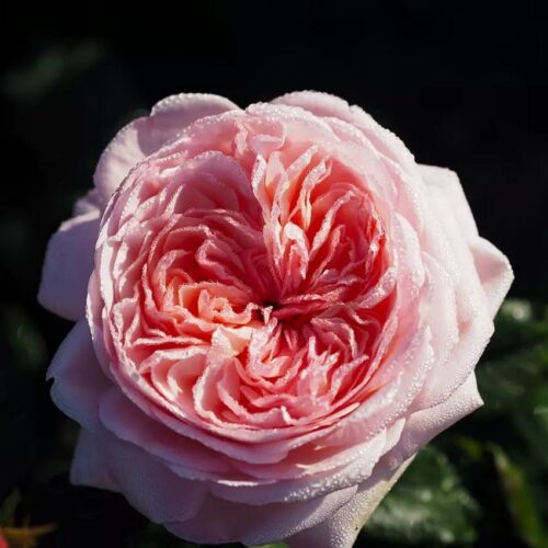 rose Jean de la Fontaine