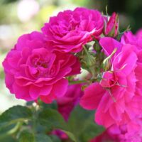 роза John Cabot