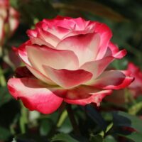 роза Jubilé du Prince de Monaco