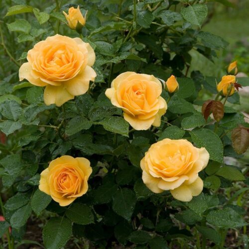 роза Julia Child