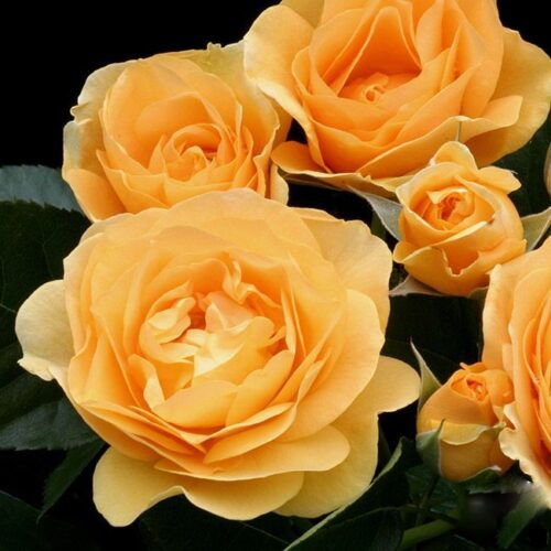 роза Julia Child