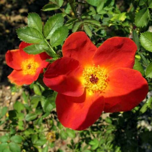 роза Rosa foetida bicolor
