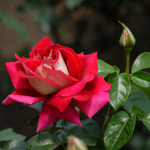 роза Kronenbourg