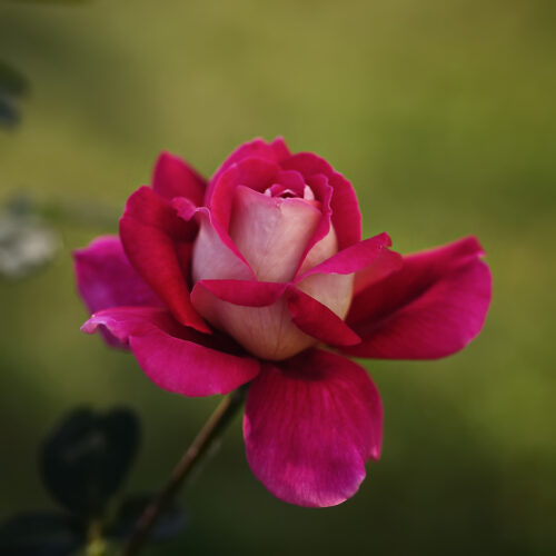 роза Кроненбург