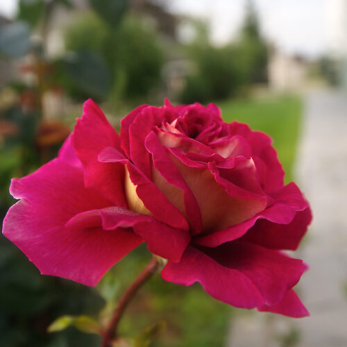 Kronenbourg rose