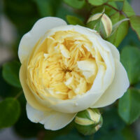 L'Intemporelle Mailly Grand Cru® rose