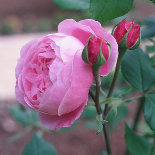 rose La Reine Victoria