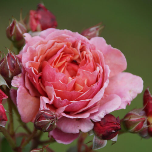 роза Ladurée
