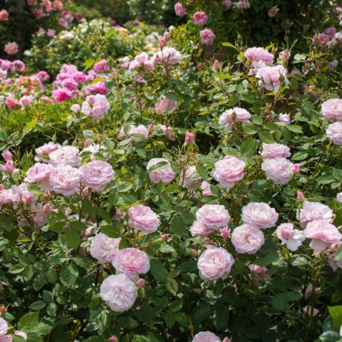 роза Lady Salisbury